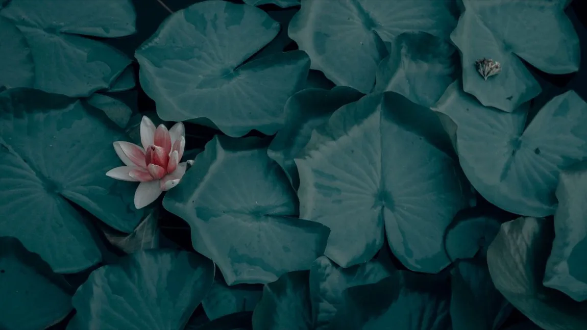 A single pink lotus flower blooming among dark green lily pads